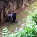 Gorilla grabs child who's fallen into habitat in Cincinnati Zoo