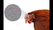25 Fun Facts About Chickens