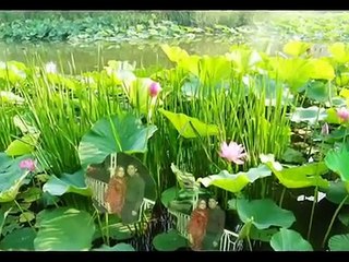 Shadi Kamran Zafar Shadi Songs Dohle Ka Sehra