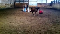 Ivan - 10 month old Arabian Colt - loves his Equispirit Ball