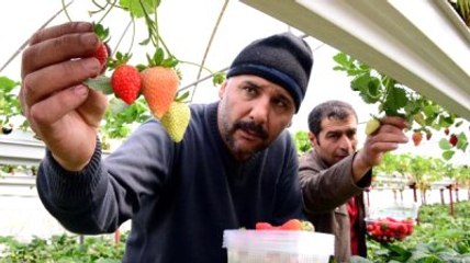 Çoruh Vadisi'nde Yetiştirilen Çilek Umut Oldu