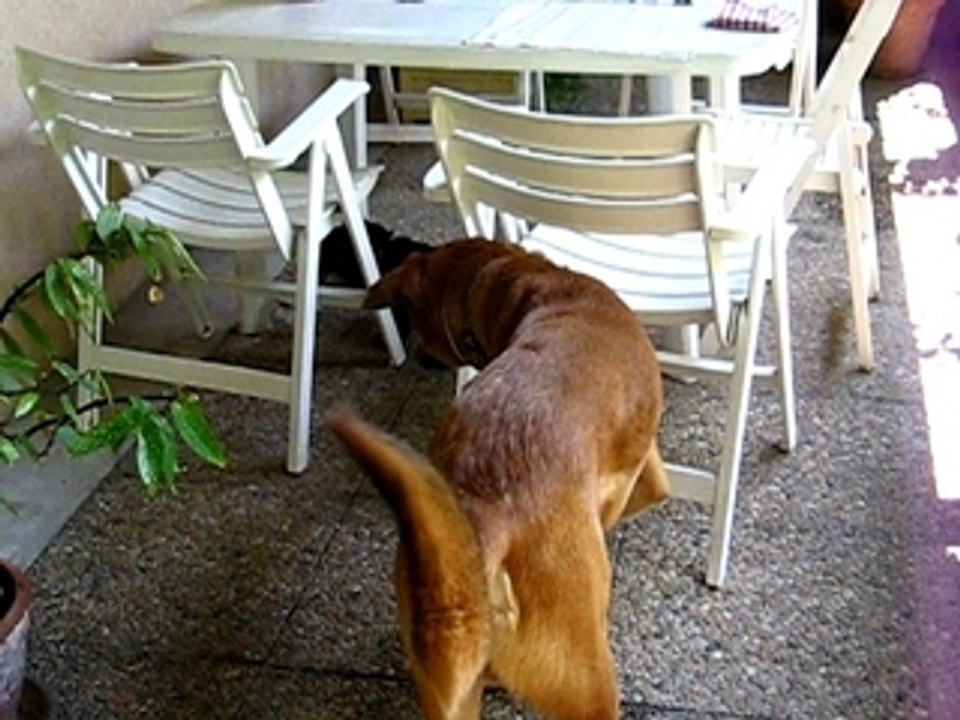Clovis et Babou (2) 06-05-07 010