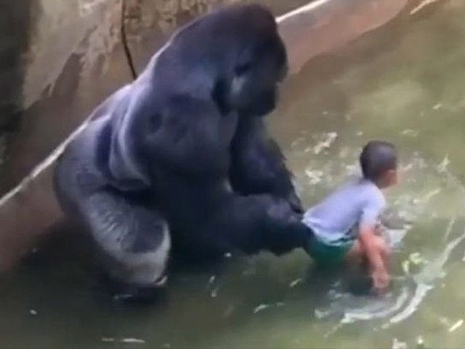Cincinnati Zoo Kills Gorilla To Save Boy!