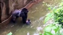 Un gorille sacrifié dans un zoo suite à la présence d'un enfant dans son habitat