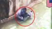 Endangered gorilla shot dead after kid falls into zoo enclosure