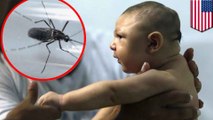 Zika virus infects unborn babies via mother's placenta cells