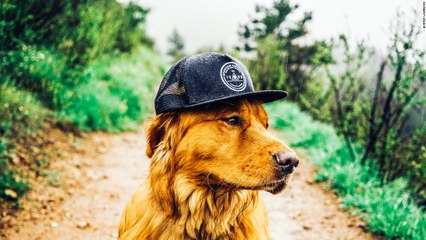 Dog Helping Disable woman
