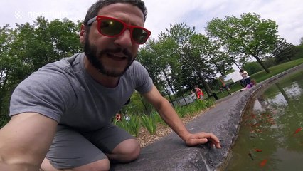 'Goldfish are dying' and the authorities don't know why