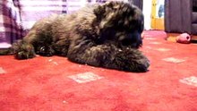 Bouvier Des Flandres Puppy Jorge at 15 1/2 weeks.