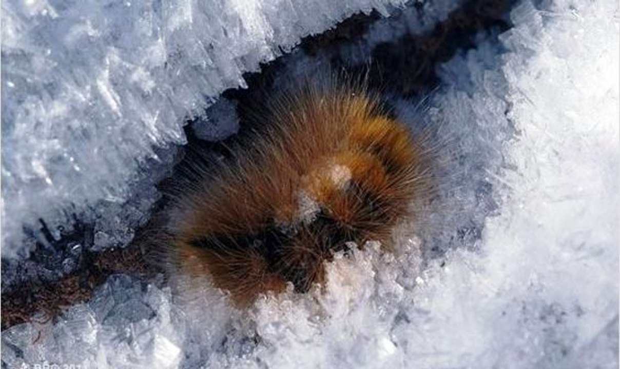 Yünlü Ayı Tırtılının Kutuplardaki Zorlu Yaşam Döngüsü