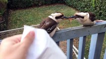 Comment séparer des oiseaux bagarreurs affamés!