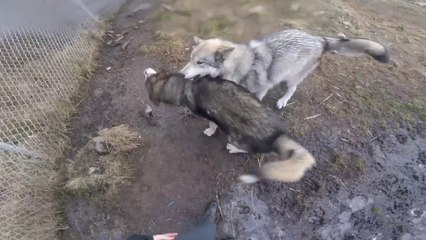 Profonde affection de ces deux chien loups pour leur dresseuse