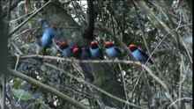 5 oiseaux s'alignent sur une branche, ce qui se passe au bout de quelques secondes est incroyable