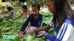 Perusahaan Tembakau Menggunakan Tenaga Kerja Anak Indonesia