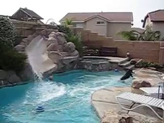 Cão proibido de ir à piscina faz grande festa