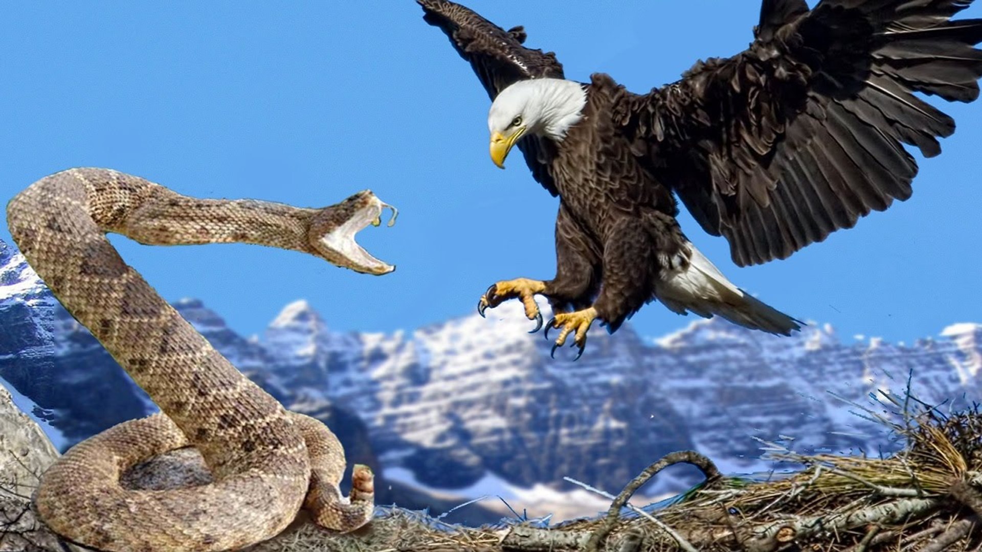 Eagle Attack on Snake Letest Video 2016 - video Dailymotion
