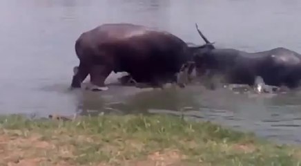 Funniest buffalos Video - Funny Whatsapp Video | WhatsApp Video Funny | Funny Fails | Viral Video
