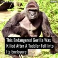 Un gorille abattu après la chute d'un enfant dans sa fosse