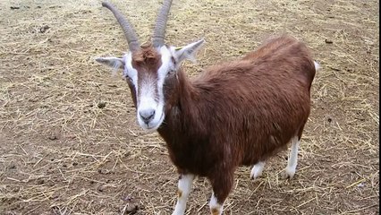 Goat Noise Sound Effects