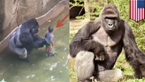 Timeline of events during kid's fall into gorilla enclosure at Cincinnati Zoo