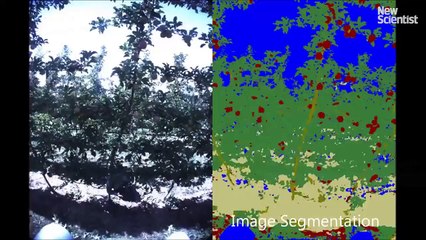 Des fermiers utilisent des robots pour garder leur troupeau