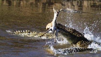 Timsahların Antilop Avı