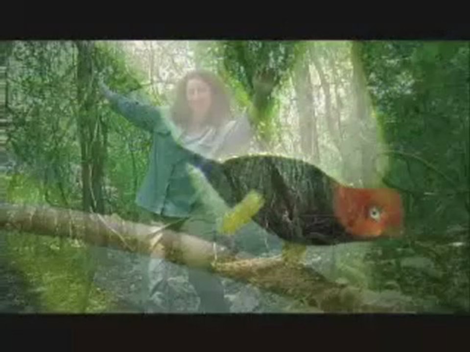 Moonwalking_manakin