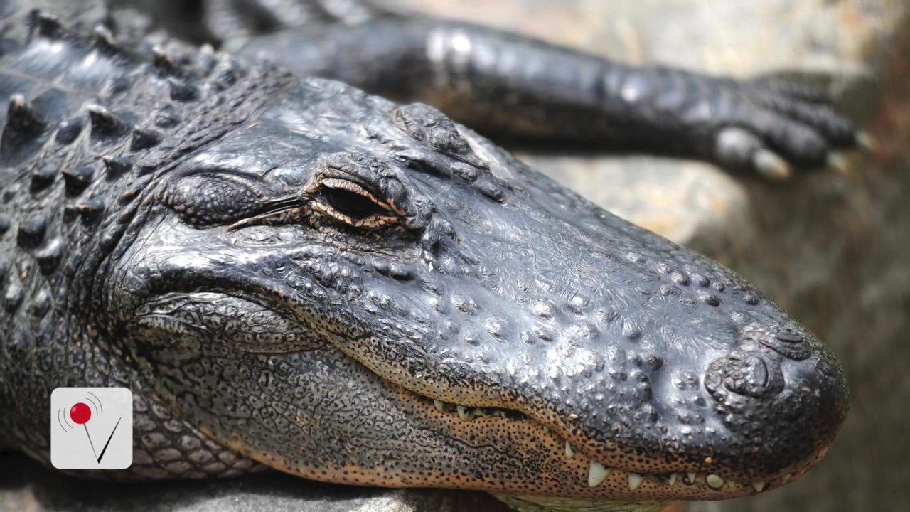 Tourist Missing after a Suspected Crocodile Attack
