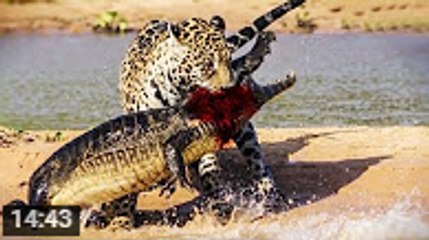 الفيديو الأقوى لقتال الحيوانات البرية المفترسة ( المفاجاءة الكبرى ) - يستحق المشاهدة #جديد2016