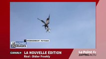 Un aigle chasseur de drones aux Pays-Bas