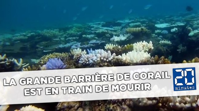 La Grande barrière de corail est en train de mourir