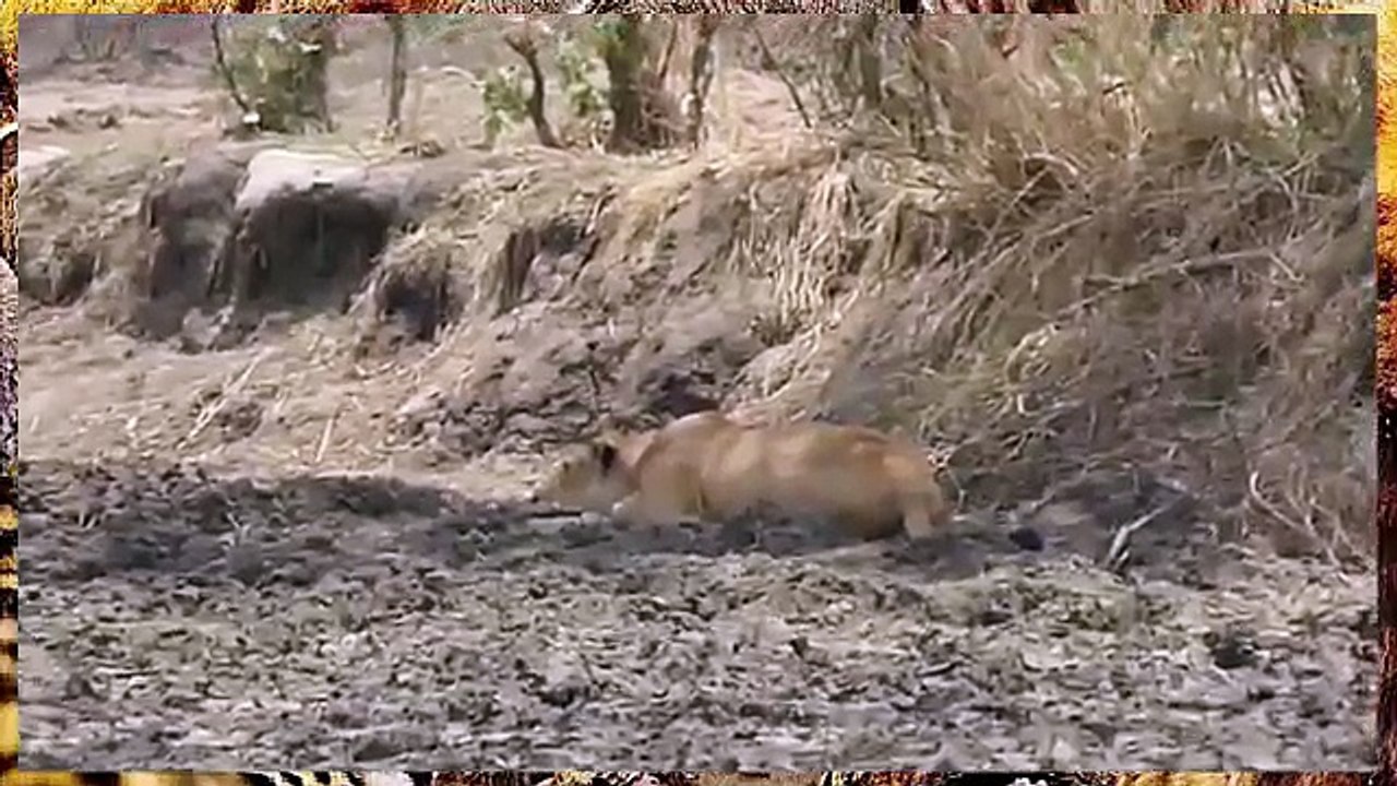 Lion attacks wildebeest in mili seconds