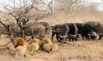Lion Vs Buffalo - The Confrontation 3 male Lions versus 300 Cape Buffalo