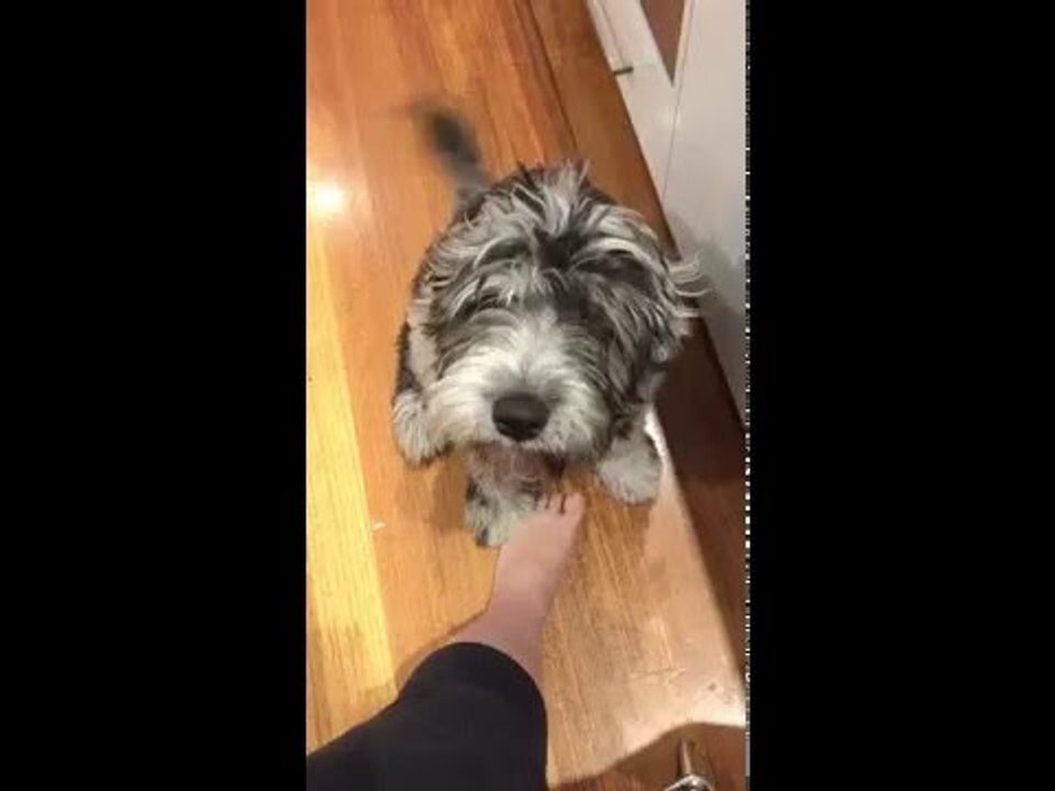 Cute Dog Speaks Human