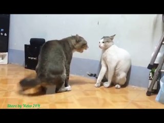 Giáng mèo thập bát chưởng :v Nhanh như tia chớp luôn!