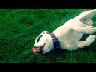 Staffy Terrier Trains for Summertime Fun