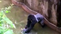 Thousands sign petition over gorilla's death