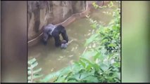 Harambe  a 400 pound Gorilla grabs child who's fallen into habitat at Cincinnati Zoo