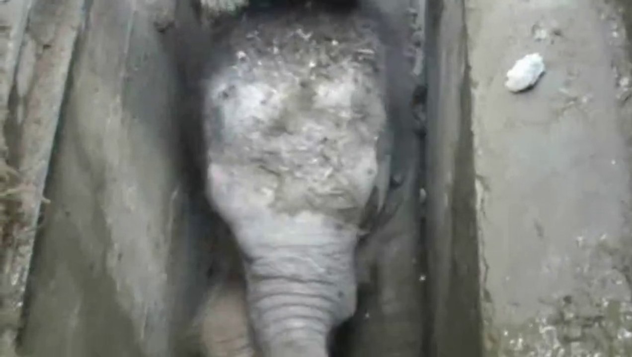 Elephant Calf Rescued from Drain in Sri Lanka
