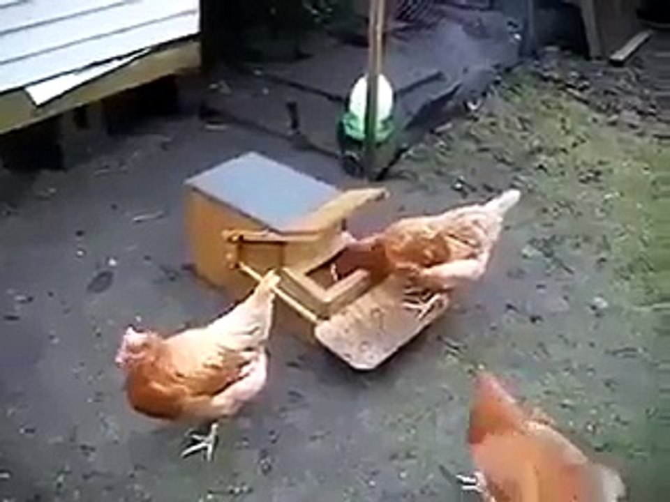 safe feed