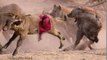 AMAZING Buffalo Attacks and Kills Lion - Crazy animal attack, animal fight