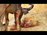 Tiger vs Lion - Tiger vs Bear - Tiger vs Crocodile Animals fight compilation - Funny Animals Video