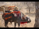 CRAZIEST Animal Fights Caught  - Buffalo , Lion , Crocodile , Hippo