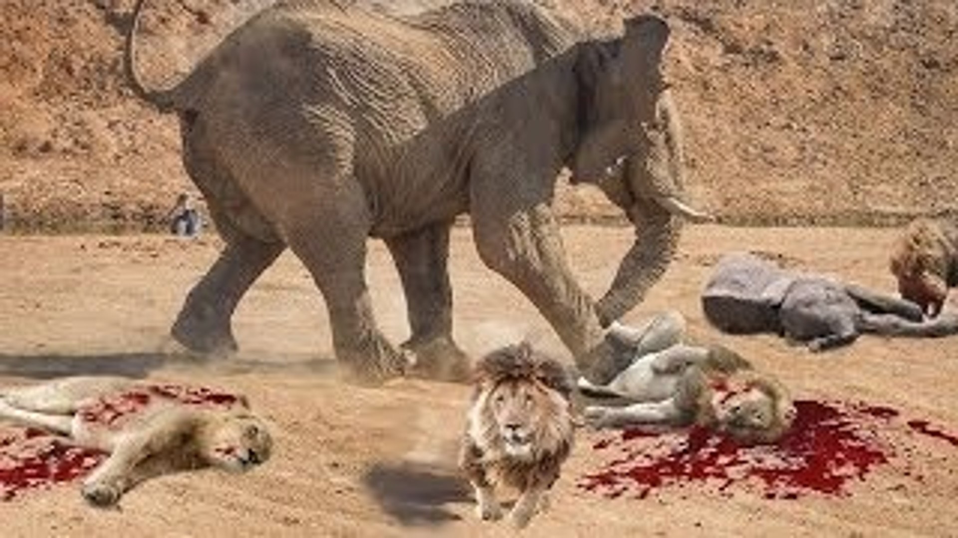 Wild animals fight to death - CRAZIEST Animal Fights Caught - Dog vs Cobra  Snake #2 - Video Dailymotion