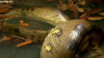 Wild animals fight to death-  Giant Anaconda  - Biggest Python Snake Attacks Human
