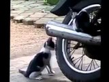 FUNNY CATS VIDEOS - Funny Whatsapp Video | WhatsApp Video Funny | Funny Fails | Viral Video