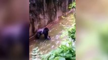 Thousands sign petition over gorilla's death