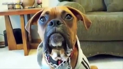 Dogs talking...lol