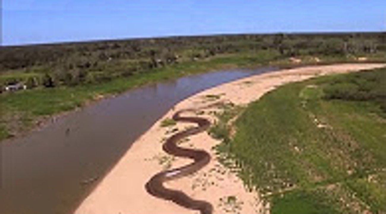 بالفيديو العثور على أضخم أفعى على وجة الأرض - الأكثر مشاهدة فى العالم - مرعب  2016