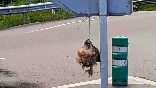 Terrible! Furtivos cuelgan la cabeza de un lobo de señal en La Doriga, Salas, Asturias